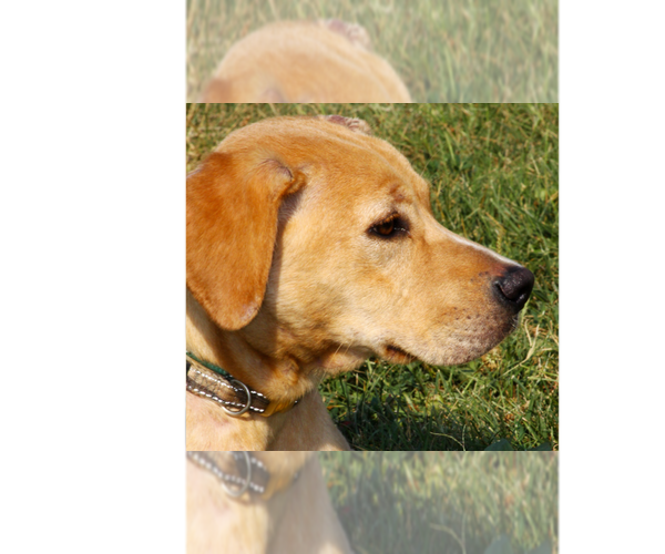 Medium Photo #5 American Pit Bull Terrier-Labrador Retriever Mix Puppy For Sale in Evansville, IN, USA