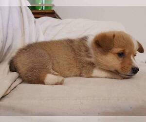 Pembroke Welsh Corgi Puppy for sale in DELIA, KS, USA