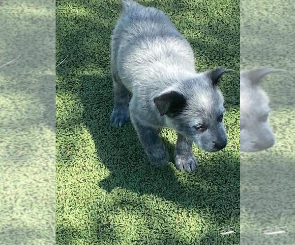 Medium Photo #7 Australian Cattle Dog Puppy For Sale in BRIGGSDALE, CO, USA