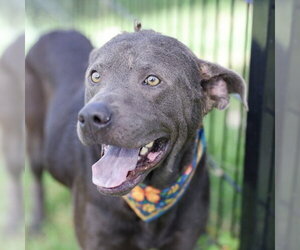 American Staffordshire Terrier-Unknown Mix Dogs for adoption in San Antonio, TX, USA