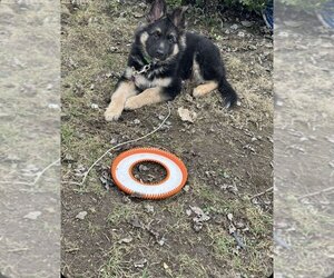 German Shepherd Dog Puppy for sale in MANSFIELD, OH, USA