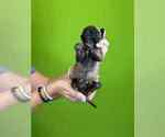Small #2 Belgian Malinois