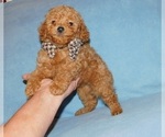 Small #3 Poodle (Toy)