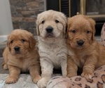 Image preview for Ad Listing. Nickname: Goldens