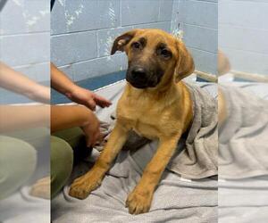Anatolian Shepherd-German Shepherd Dog Mix Dogs for adoption in Woodland, CA, USA