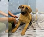 Small Anatolian Shepherd-German Shepherd Dog Mix