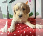 Puppy 5 English Setter-Goldendoodle Mix