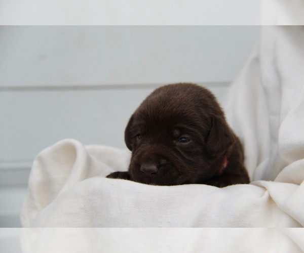 Medium Photo #4 Labrador Retriever Puppy For Sale in HYDE PARK, VT, USA