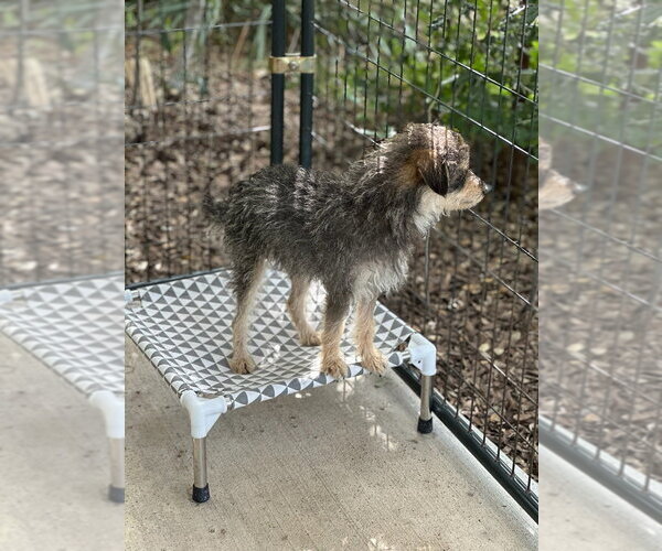 Medium Photo #3 Mutt Puppy For Sale in Oak Bluffs, MA, USA