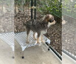 Small #2 Mutt