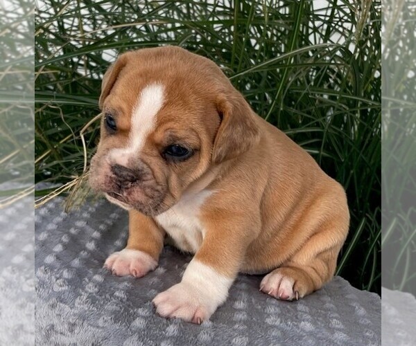 Medium Photo #1 Beabull Puppy For Sale in ARTHUR, IL, USA