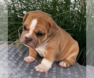 Beabull Puppy for sale in ARTHUR, IL, USA