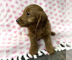 Goldendoodle (Miniature) Puppy for sale in ARCOLA, IL, USA