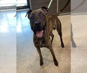 Mutt Dogs for adoption in Westminster, MD, USA