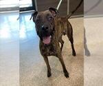 DIEGO - Male Mutt Dog for Adoption - Small photo