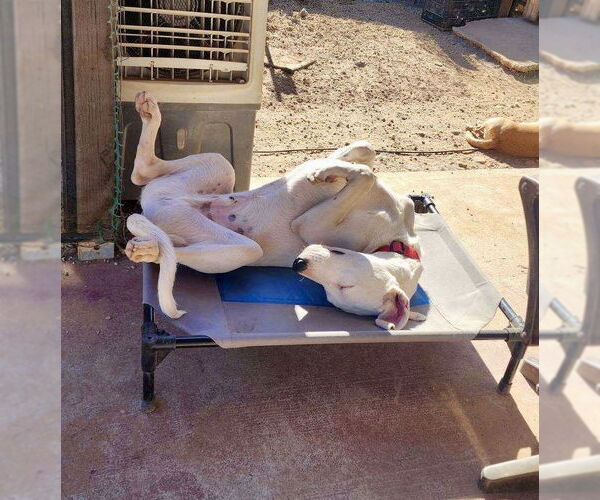Medium Photo #2 American Pit Bull Terrier-Border Collie Mix Puppy For Sale in Mesa, AZ, USA