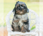 Small #4 Poodle (Miniature)