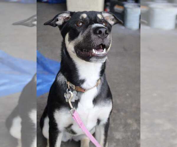 Medium Photo #4 Huskies -Unknown Mix Puppy For Sale in Holly Springs, NC, USA
