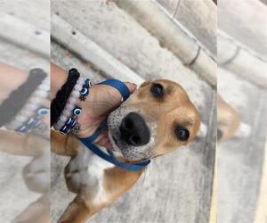 Mutt Dogs for adoption in San Antonio, TX, USA