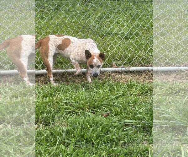 Medium Photo #4 Mutt Puppy For Sale in Garden City, NY, USA