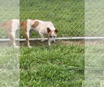 Small #3 Mutt