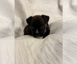 Small #1 Boxer