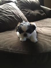 Shih Tzu Puppy for sale in RALEIGH, NC, USA