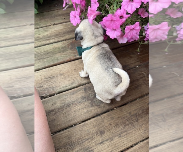 Medium Photo #7 Pug Puppy For Sale in ATHENS, WI, USA