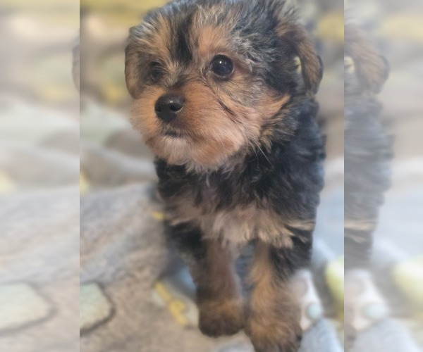 Medium Photo #28 Yorkshire Terrier Puppy For Sale in AKRON, OH, USA