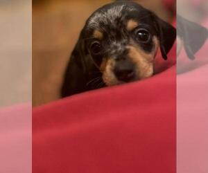 Chiweenie Dog for Adoption in MARIETTA, Georgia USA