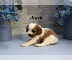 Small #2 Cavalier King Charles Spaniel