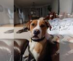 Small #7 Boxer Mix