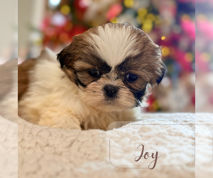 Shih Tzu Puppy for Sale in ADDISON, Illinois USA
