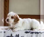 Small Photo #2 Goldendoodle (Miniature) Puppy For Sale in LITITZ, PA, USA