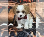 Small #2 Cavapoo