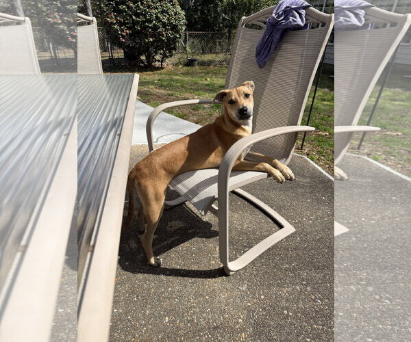 Medium Photo #4 Labrador Retriever-Unknown Mix Puppy For Sale in Virginia Beach, VA, USA