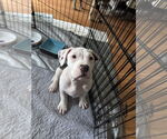 Small #3 Mutt