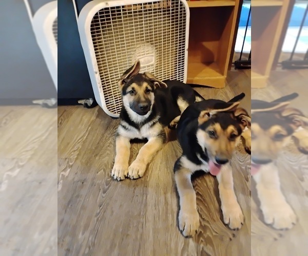 Medium Photo #1 German Shepherd Dog Puppy For Sale in MOUNT VERNON, OH, USA