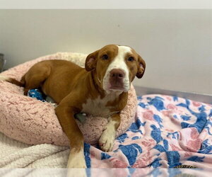Staffordshire Bull Terrier Dogs for adoption in Sugar Land, TX, USA