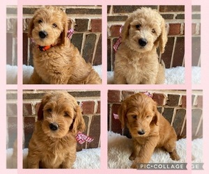 Labradoodle Puppy for sale in TOMBALL, TX, USA