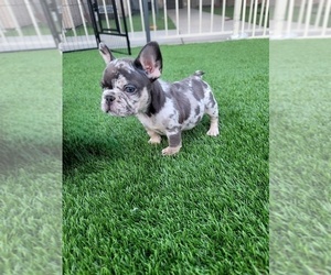 French Bulldog Puppy for sale in LAS VEGAS, NV, USA