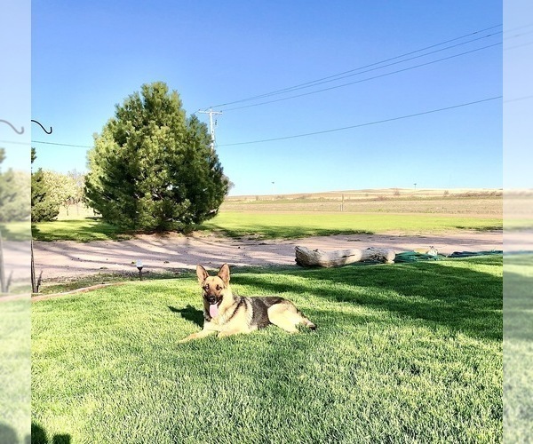 Medium Photo #56 German Shepherd Dog Puppy For Sale in BRIGHTON, CO, USA