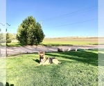 Small Photo #56 German Shepherd Dog Puppy For Sale in BRIGHTON, CO, USA