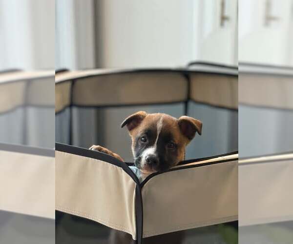 Medium Photo #2 Boxer-Unknown Mix Puppy For Sale in pomfret, CT, USA