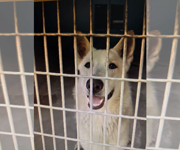 Medium Photo #2 - Mix Puppy For Sale in Phoenix, AZ, USA