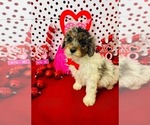 Small #2 Poodle (Miniature)-Poodle (Toy) Mix