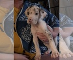 Small #1 Great Dane