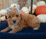 Small #4 Poodle (Toy)