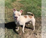 Small Photo #12 American Pit Bull Terrier-Unknown Mix Puppy For Sale in Lockport, NY, USA