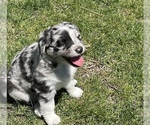 Small Photo #1 Australian Shepherd Puppy For Sale in COAL VALLEY, IL, USA